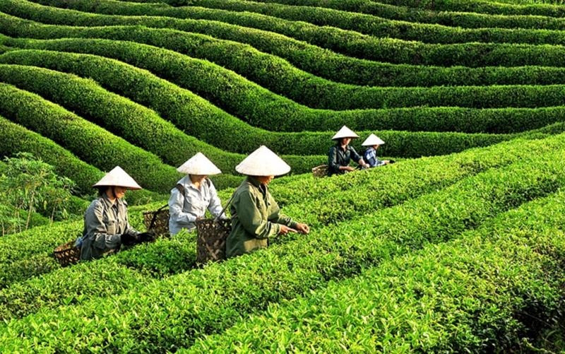 Vietnam’s tea exports near 12,000 tonnes in October (Photo : VNA) 