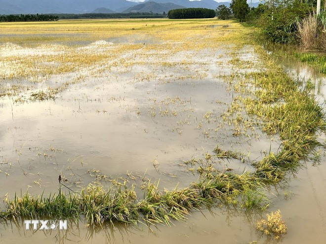 Large areas of rice fields in Nam Thanh commune remain heavily submerged after the rains. (Photo: VNA)