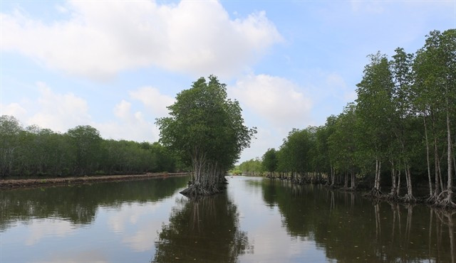 Mangrove forests in Ca Mau province play an important role in safeguarding the environment and reducing the harmful impacts of rising sea levels, which cause erosion and threaten ecosystems and biodiversity. (Photo: VNA)