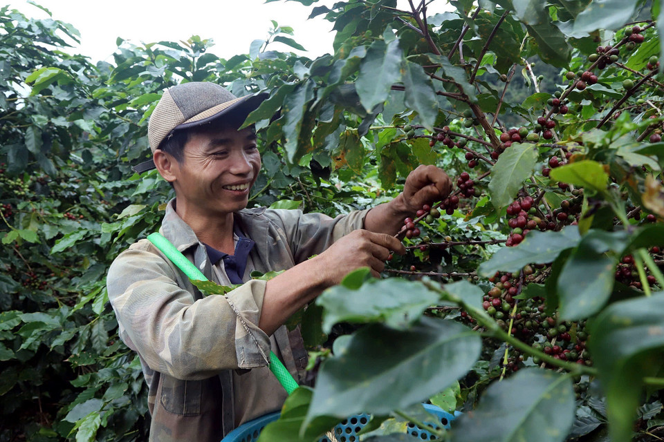 Farmers in Chieng Mai commune, Son La province harvest coffee cherries. (Photo: VNA)