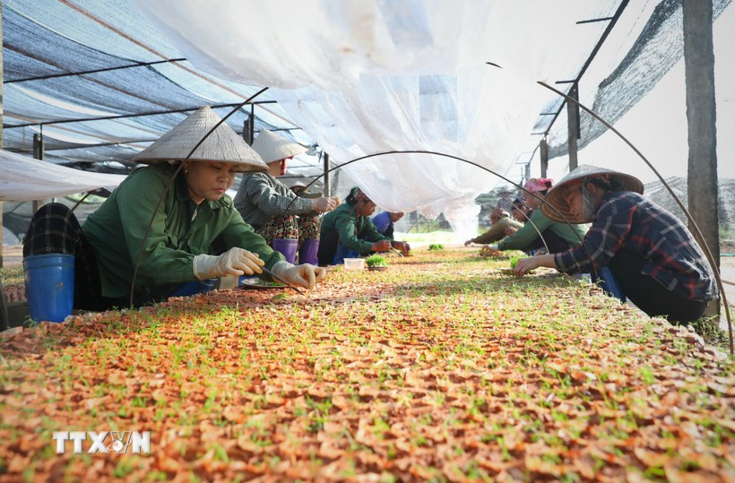 Resolution No.68-NQ/TW is implemented to unlock resources for more than 940,000 private firms and 5.2 million business households nationwide. (Photo: VNA)