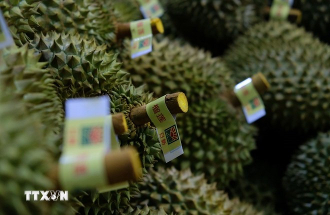 Durian fruit is carefully graded before being packed for export to China. (Photo: VNA)