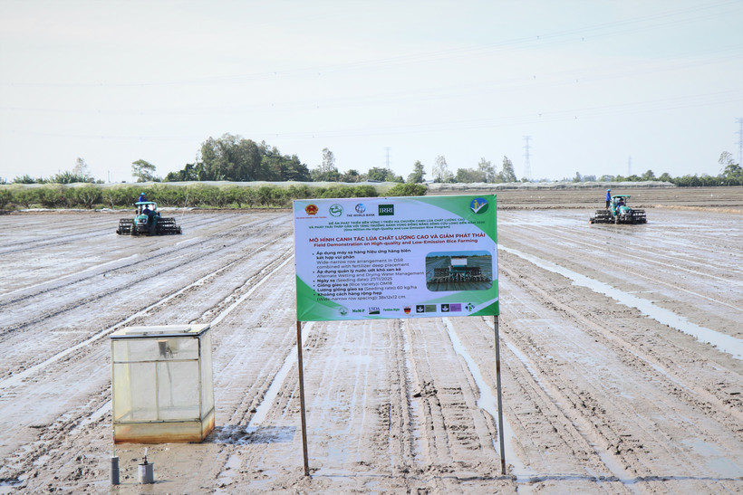 To date, nearly 400,000 hectares in the Mekong Delta have registered to implement sustainable rice cultivation processes (Photo: VNA)