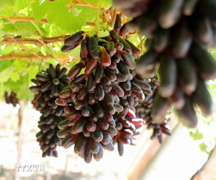 Low-emission crop production. (Illustrative photo. VNA)