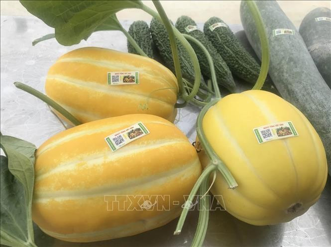 Melons labelled with traceability codes on display at the Song Van agricultural produce store in Ninh Binh city, Ninh Binh province. (Photo: VNA)