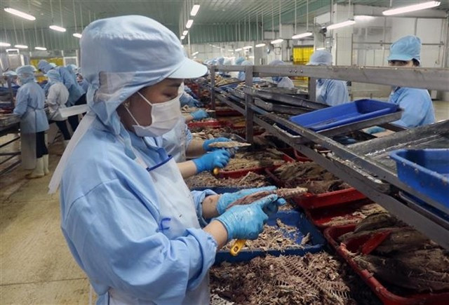 Workers process fish to be tinned for export at KTC Canned Food Factory under Kien Giang Trading JSC. (Photo: VNA)